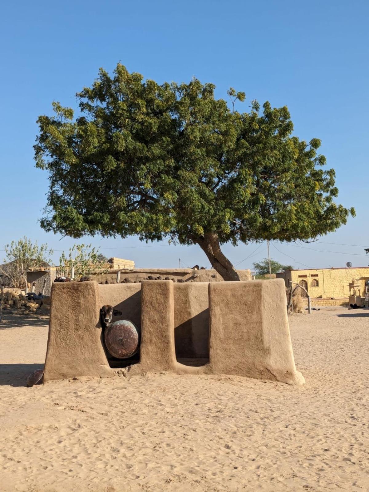 Hostel Marigold Home Stay Jaisalmer Ngoại thất bức ảnh