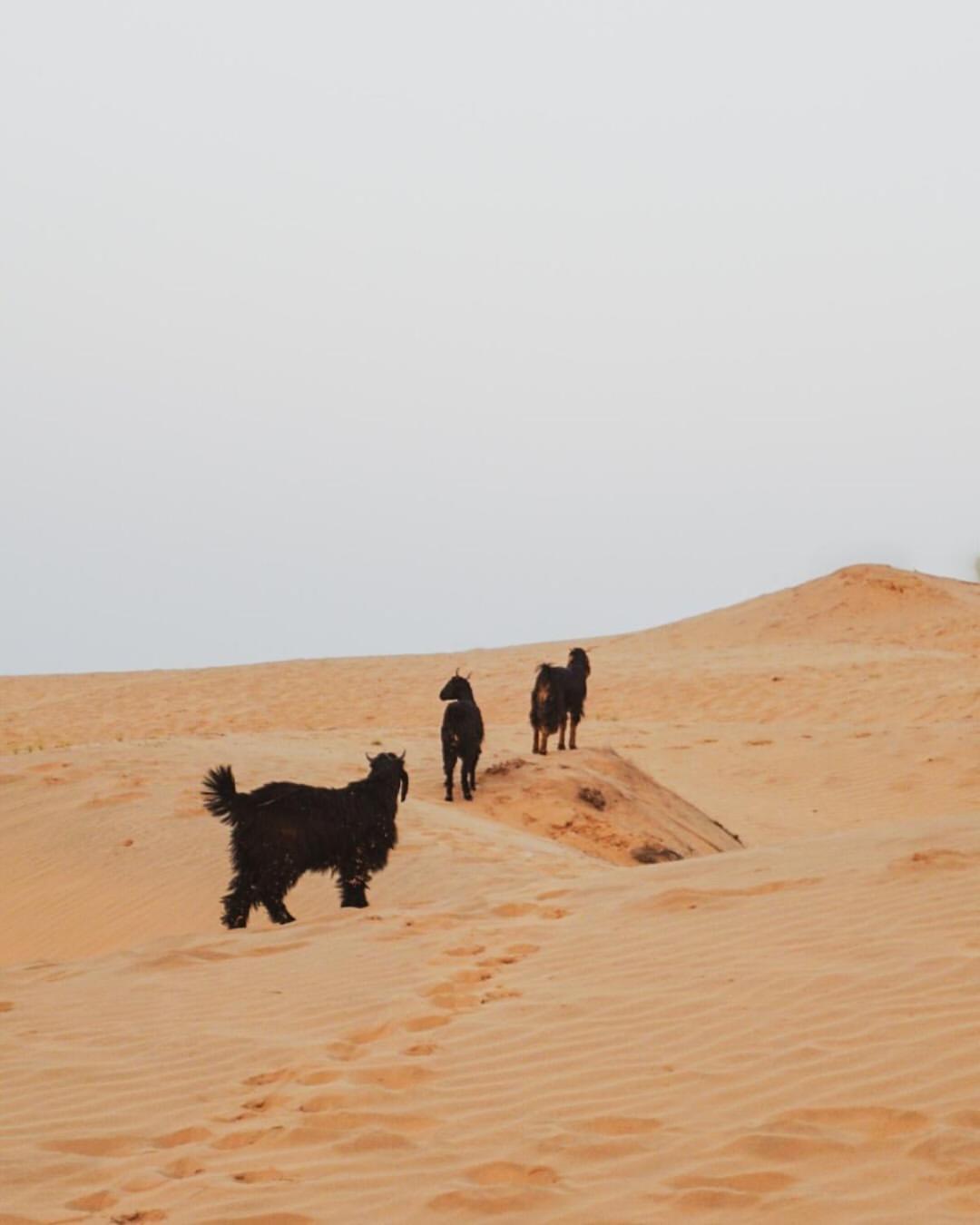 Hostel Marigold Home Stay Jaisalmer Ngoại thất bức ảnh